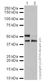 Western blot - Anti-Cytokeratin 7 antibody [EPR17079] - BSA and Azide free (AB251287)