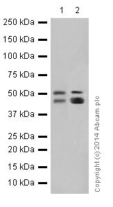 Western blot - Anti-Cytokeratin 7 antibody [EPR17079] - BSA and Azide free (AB251287)