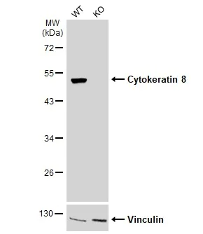 Western blot - Anti-Cytokeratin 8 antibody (AB154301)
