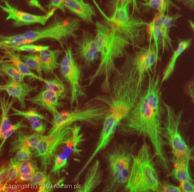 Immunocytochemistry/ Immunofluorescence - Anti-Cytokeratin 8 antibody [C-43] (AB2530), expandable thumbnail