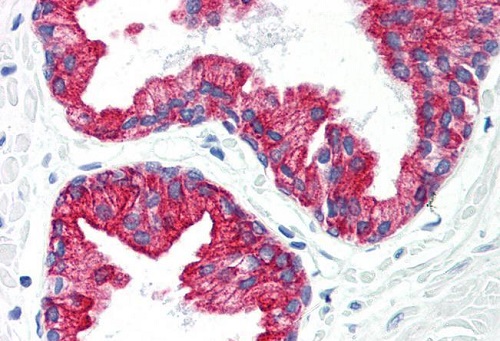 Immunohistochemistry (Formalin/PFA-fixed paraffin-embedded sections) - Anti-Cytokeratin 8 antibody [C43] (AB230653)