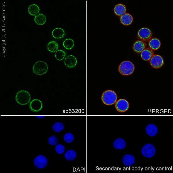 Immunocytochemistry/ Immunofluorescence - Anti-Cytokeratin 8 antibody [EP1628Y] - Cytoskeleton Marker (AB53280)