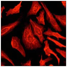 Immunocytochemistry/ Immunofluorescence - Anti-Cytokeratin 8 antibody [EP1628Y] - Cytoskeleton Marker (AB53280)