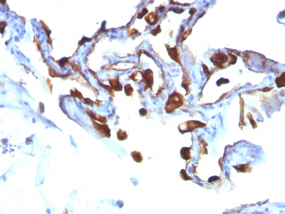 Immunohistochemistry (Formalin/PFA-fixed paraffin-embedded sections) - Anti-Cytokeratin 8 antibody [KRT8/803] (AB233908)