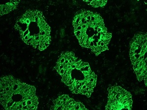 Immunohistochemistry (Frozen sections) - Anti-Cytokeratin 8 antibody [M20] - Cytoskeleton Marker (ab9023), expandable thumbnail
