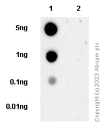 Dot Blot - Anti-Cytokeratin 8 (phospho S23) antibody [EP1629Y] (AB76584)