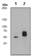 Western blot - Anti-Cytokeratin 8 (phospho S431) antibody [EP1630] - BSA and Azide free (AB284783)