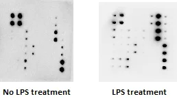 Multiplex Protein Detection - Cytokine Array - Human Cytokine Antibody Array (Membrane, 23 Targets) (AB133996)