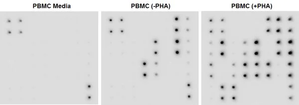 Multiplex Protein Detection - Cytokine Array - Human Cytokine Antibody Array (Membrane, 23 Targets) (AB133996)
