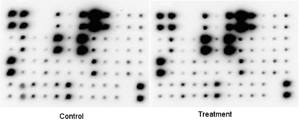 Multiplex Protein Detection - Cytokine Array - Human Cytokine Antibody Array (Membrane, 42 Targets) (AB133997)