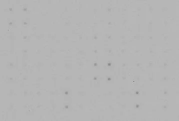 Multiplex Protein Detection - Cytokine Array - Human Cytokine Antibody Array (Membrane, 42 Targets) (AB133997)