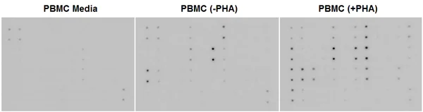 Multiplex Protein Detection - Cytokine Array - Human Cytokine Antibody Array (Membrane, 42 Targets) (AB133997)