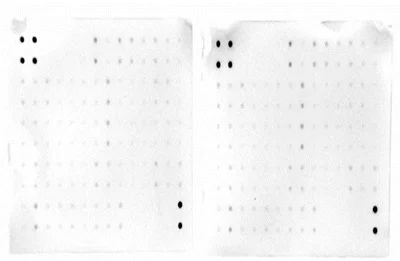 Multiplex Protein Detection - Cytokine Array - Human Cytokine Antibody Array (Membrane, 60 targets) (AB169817)