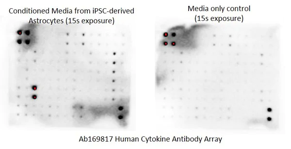 Multiplex Protein Detection - Cytokine Array - Human Cytokine Antibody Array (Membrane, 60 targets) (AB169817)