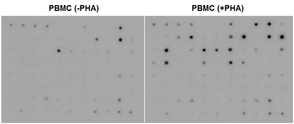 Multiplex Protein Detection - Cytokine Array - Human Cytokine Antibody Array (Membrane, 80 Targets) (AB133998)