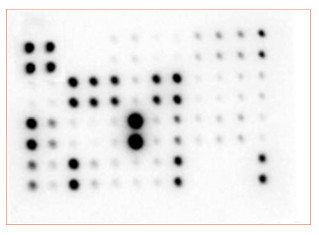 Multiplex Protein Detection - Cytokine Array - Mouse Cytokine Antibody Array (Membrane, 34 targets) (AB169810), expandable thumbnail
