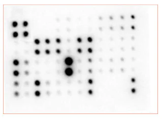 Multiplex Protein Detection - Cytokine Array - Mouse Cytokine Antibody Array (Membrane, 34 targets) (AB169810)