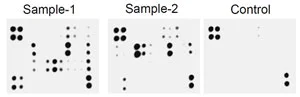 Multiplex Protein Detection - Cytokine Array - Mouse Cytokine Antibody Array (Membrane, 96 Targets) (AB193659)