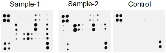 Multiplex Protein Detection - Cytokine Array - Rat Cytokine Antibody Array (Membrane, 19 Targets) (AB133991)