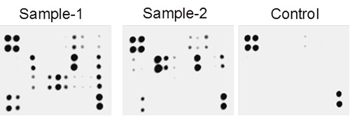 Multiplex Protein Detection - Cytokine Array - Rat Cytokine Antibody Array (Membrane, 34 Targets) (AB133992), expandable thumbnail