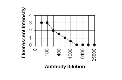 Immunocytochemistry/ Immunofluorescence - Anti-Cytomegalovirus antibody [6F12] (AB6500)