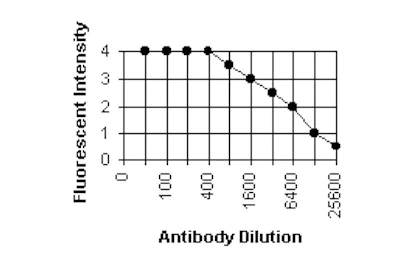 Immunocytochemistry/ Immunofluorescence - Anti-Cytomegalovirus Glycoprotein B antibody [2F12] (AB6499)