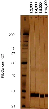 Western blot - Anti-Cytomegalovirus pp28 antibody [5C3] (AB6502)