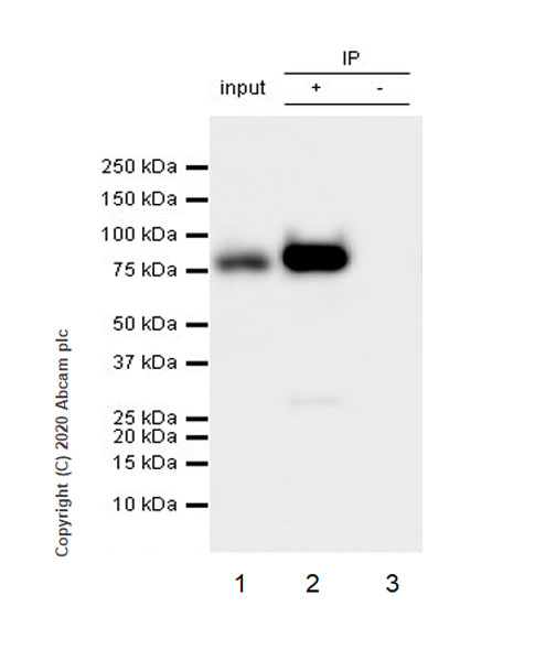 Immunoprecipitation - Anti-Cytoplasmic Dynein Intermediate chain antibody [74.1] (AB23905), expandable thumbnail