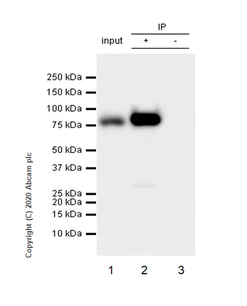 Immunoprecipitation - Anti-Cytoplasmic Dynein Intermediate chain antibody [74.1] (AB23905)