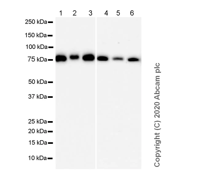 Western blot - Anti-Cytoplasmic Dynein Intermediate chain antibody [74.1] (AB23905)