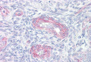 Immunohistochemistry (Formalin/PFA-fixed paraffin-embedded sections) - Anti-Cytosolic Phospholipase A2 antibody (AB139388)