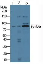 Western blot - Anti-Cytosolic Phospholipase A2 antibody [C1] (AB239730)