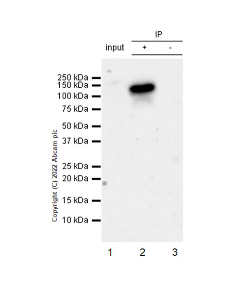 Immunoprecipitation - Anti-Cytosolic Phospholipase A2 antibody [EPR26068-26] (AB307889)
