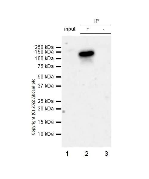 Immunoprecipitation - Anti-Cytosolic Phospholipase A2 antibody [EPR26068-26] (AB307889)