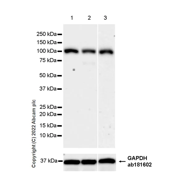 Western blot - Anti-Cytosolic Phospholipase A2 antibody [EPR26068-26] (AB307889)