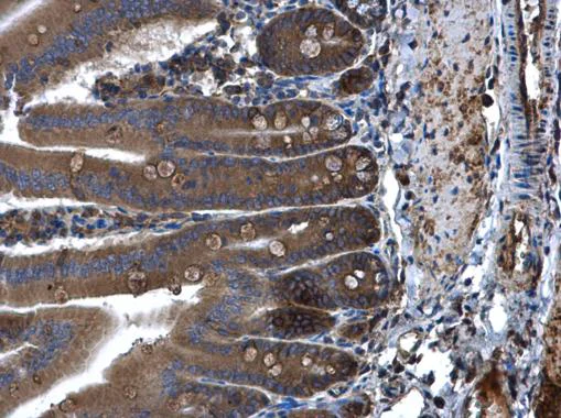 Immunohistochemistry (Formalin/PFA-fixed paraffin-embedded sections) - Anti-Cytosolic Phospholipase A2 antibody - N-terminal (AB227246)