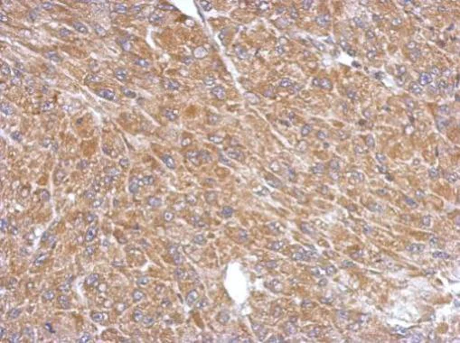 Immunohistochemistry (Formalin/PFA-fixed paraffin-embedded sections) - Anti-Cytosolic Phospholipase A2 antibody - N-terminal (AB227246)