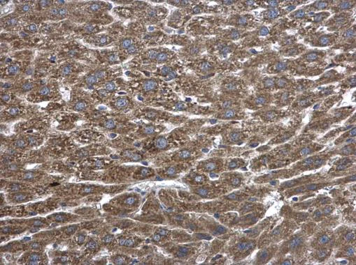 Immunohistochemistry (Formalin/PFA-fixed paraffin-embedded sections) - Anti-Cytosolic Phospholipase A2 antibody - N-terminal (AB227246)