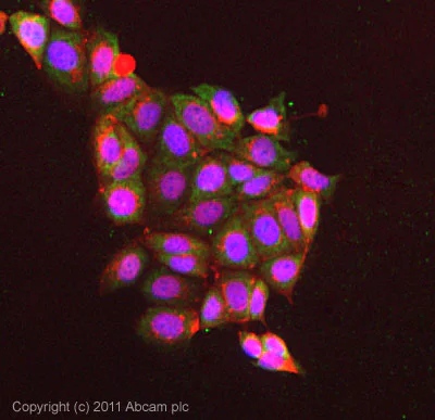 Immunocytochemistry/ Immunofluorescence - Anti-Cytosolic Phospholipase A2 (phospho S505) antibody (AB53105)