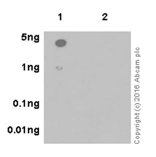 Dot Blot - Anti-Cytosolic Phospholipase A2 (phospho S505) antibody [EPR18552] - BSA and Azide free (AB251094)