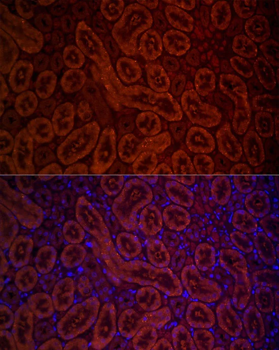 Immunohistochemistry (Formalin/PFA-fixed paraffin-embedded sections) - Anti-D Amino Acid Oxidase antibody (AB187525)