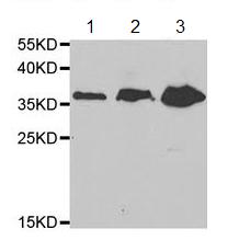 Western blot - Anti-D Amino Acid Oxidase antibody (AB196563)