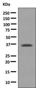 Western blot - Anti-D Amino Acid Oxidase antibody [EPR7555] (AB140127), expandable thumbnail