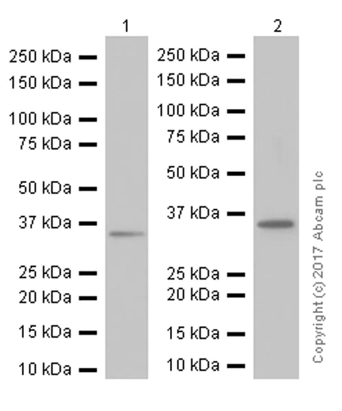 Western blot - Anti-D Amino Acid Oxidase antibody [EPR7555] - BSA and Azide free (AB232334)