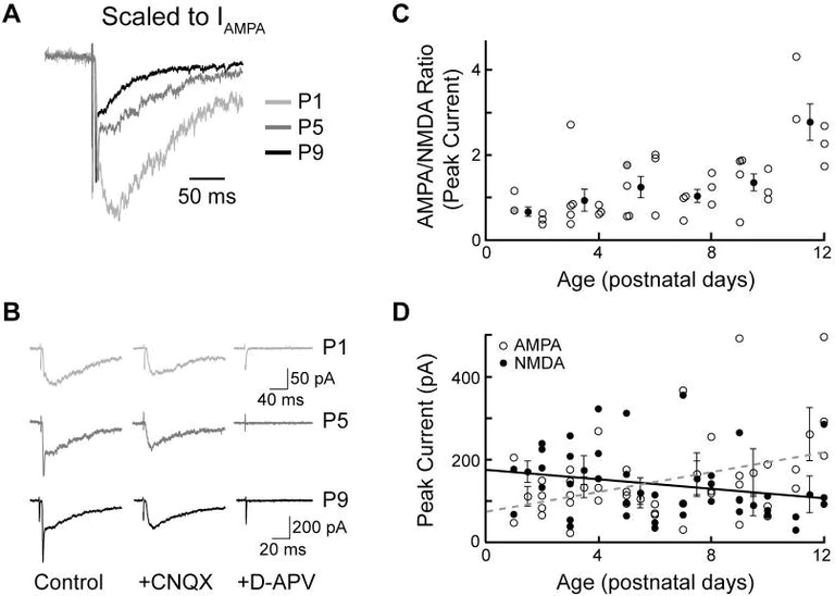 Functional Studies - D-AP5 (mM/ml), NMDA glutamate site antagonist (AB144482)