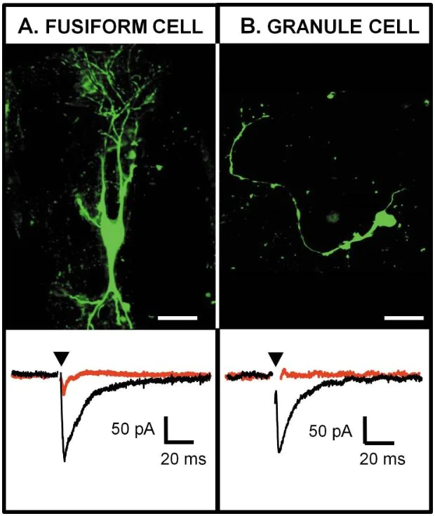Cellular Activation - D-AP5, NMDA glutamate site antagonist (AB120003)