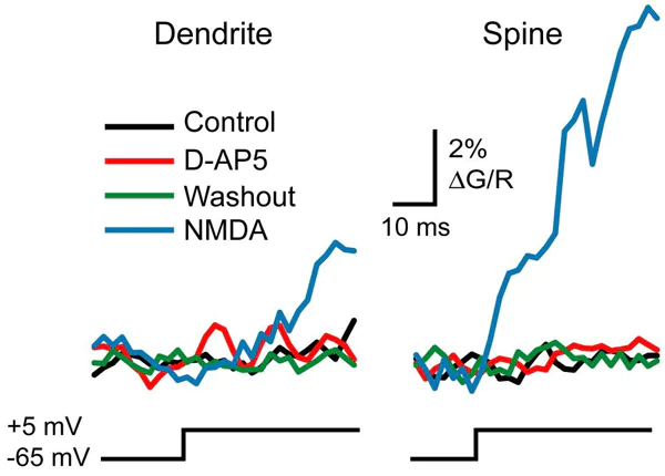 Functional Studies - D-AP5, NMDA glutamate site antagonist (AB120003)