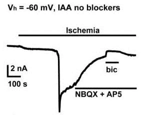 Functional Studies - D-AP5, NMDA glutamate site antagonist (AB120003)
