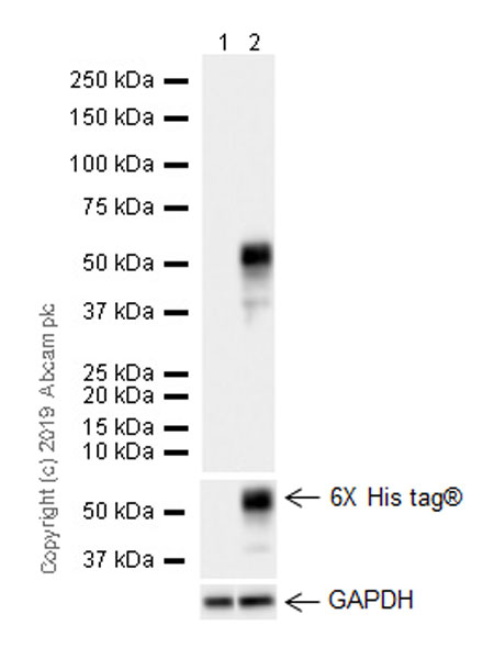 Western blot - Anti-D Box Binding Protein antibody [EPR22370-51] (AB222112), expandable thumbnail
