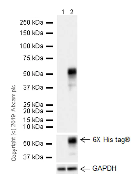 Western blot - Anti-D Box Binding Protein antibody [EPR22370-51] (AB222112)